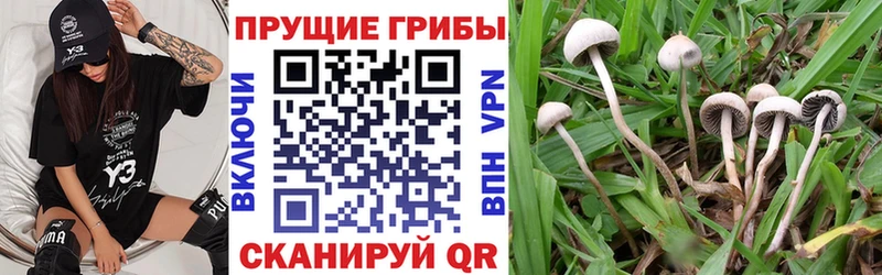 купить наркоту  KRAKEN ссылка  Псилоцибиновые грибы ЛСД  Западная Двина 